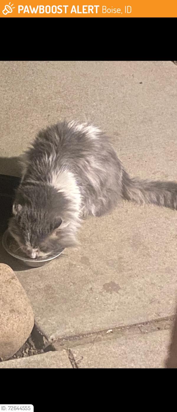 Found/Stray Unknown Cat last seen Cole and Northview , Boise, ID 83704