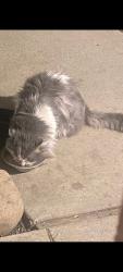 Found/Stray Unknown Cat last seen Cole and Northview , Boise, ID 83704