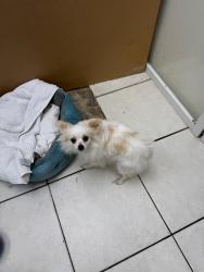 Lost Unknown Dog last seen SoFlo Animal Rescue Clinic, Dania Beach, Florida, Dania Beach, FL 33004