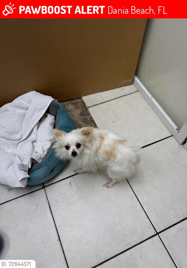 Lost Unknown Dog last seen SoFlo Animal Rescue Clinic, Dania Beach, Florida, Dania Beach, FL 33004