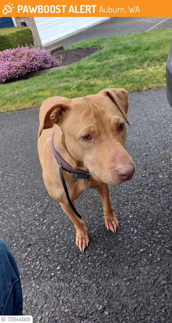 Found/Stray Female Dog last seen SE 306th Pl and 128th Pl SE in Auburn, near Willow Crest elementary , Auburn, WA 98030