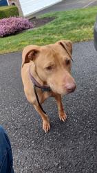 Found/Stray Female Dog last seen SE 306th Pl and 128th Pl SE in Auburn, near Willow Crest elementary , Auburn, WA 98030