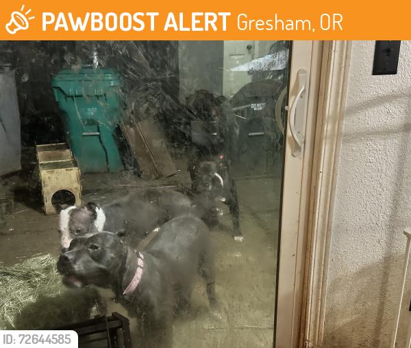 Found/Stray Male Dog last seen 223rd NE Stark , Gresham, OR 97030