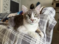 Lost Male Cat last seen Scops Owl Dr. Kuna ID, Kuna, ID 83634