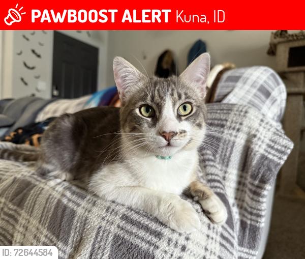 Lost Male Cat last seen Scops Owl Dr. Kuna ID, Kuna, ID 83634