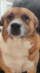 Lost Male Dog last seen Old national Fayetteville , Riverdale, GA 30296
