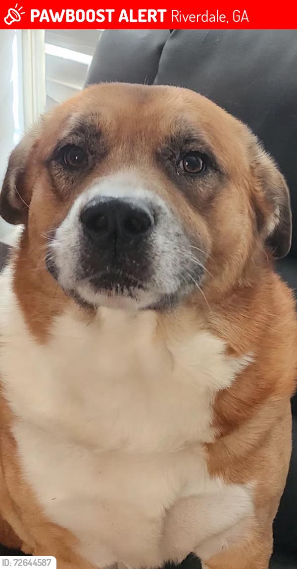 Lost Male Dog last seen Old national Fayetteville , Riverdale, GA 30296