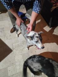 Found/Stray Male Dog last seen 86th street & Chaparral , Scottsdale, AZ 85250