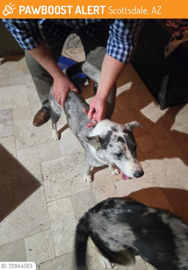 Found/Stray Male Dog last seen 86th street & Chaparral , Scottsdale, AZ 85250