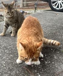 Found/Stray Unknown Cat last seen Edenwood Dr, Fayetteville, NC 28303