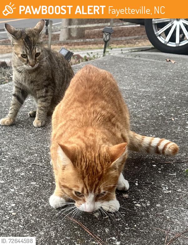 Found/Stray Unknown Cat last seen Edenwood Dr, Fayetteville, NC 28303