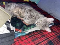 Found/Stray Male Cat last seen Wandered into my  while I had the back door open., Virginia Beach, VA 23462
