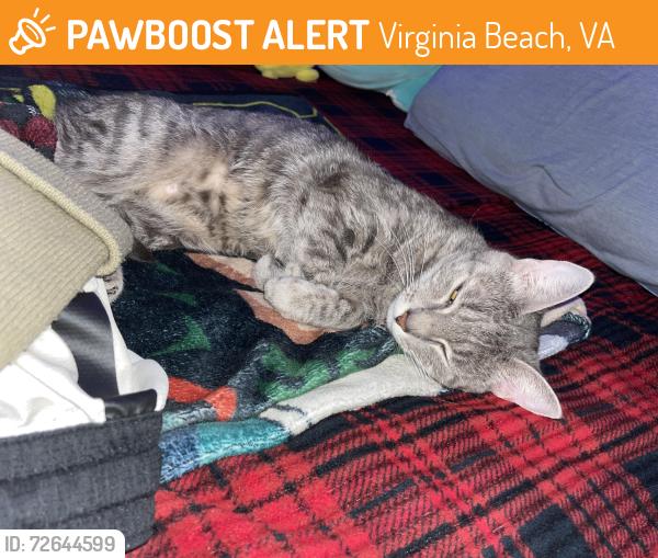 Found/Stray Male Cat last seen Wandered into my  while I had the back door open., Virginia Beach, VA 23462
