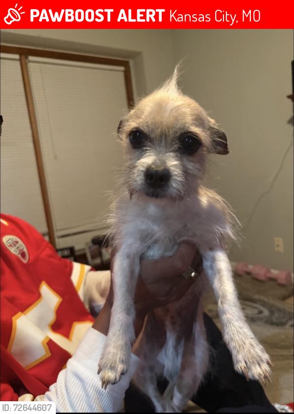 Lost Male Dog last seen 31st & prospect , Kansas City, MO 64130