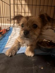 Found/Stray Female Dog last seen Edwin Smith Park, Sacramento, CA 95828