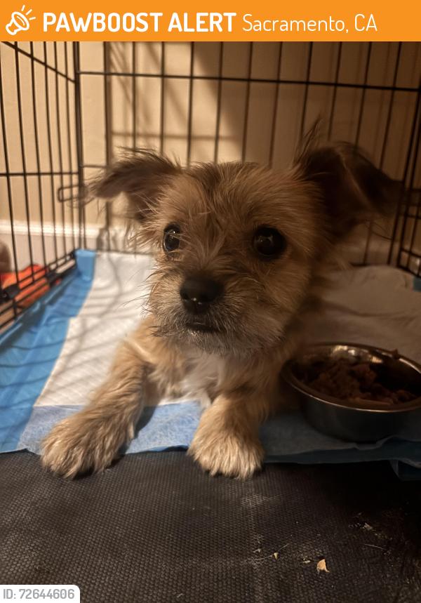 Found/Stray Female Dog last seen Edwin Smith Park, Sacramento, CA 95828