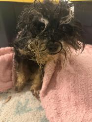 Found/Stray Unknown Dog last seen 18th and Yale , Houston, TX 77008