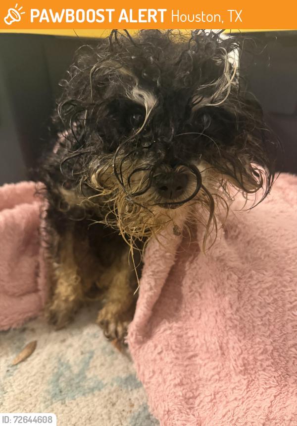 Found/Stray Unknown Dog last seen 18th and Yale , Houston, TX 77008