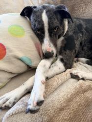 Lost Female Dog last seen Gertrude and Martha Ann Rossmoor , Los Alamitos, CA 90720