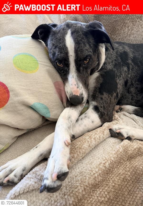 Lost Female Dog last seen Gertrude and Martha Ann Rossmoor , Los Alamitos, CA 90720