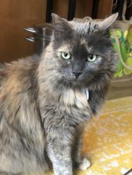 Lost Female Cat last seen SE 139th Ave & SE Alimaria Dr. Clackamas OR 97015, Happy Valley, OR 97015
