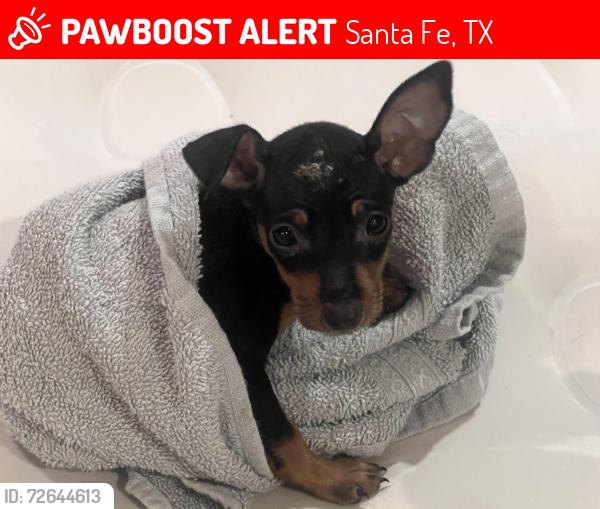 Lost Female Dog last seen Santa Fe, TX 77517, Santa Fe, TX 77517