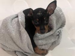 Lost Female Dog last seen Santa Fe, TX 77517, Santa Fe, TX 77517