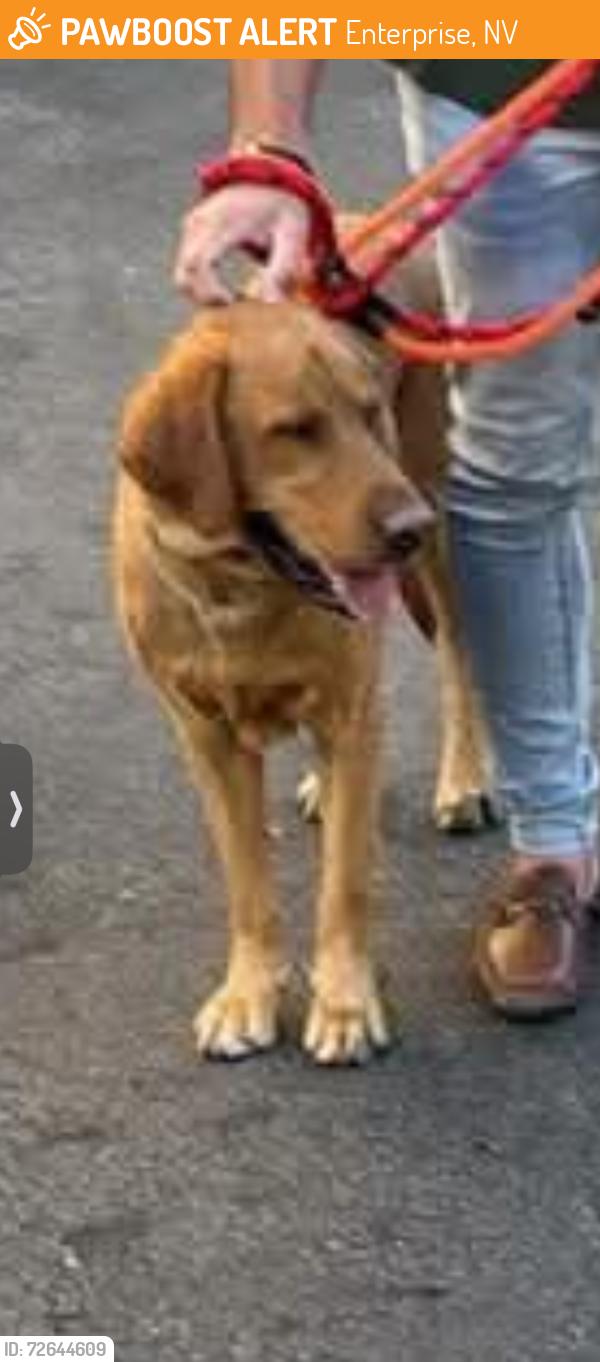 Found/Stray Unknown Dog last seen Ft Apache/Chieftain and Blue Diamond/Pebble behind The Lodge , Enterprise, NV 89178