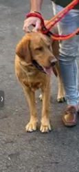 Found/Stray Unknown Dog last seen Ft Apache/Chieftain and Blue Diamond/Pebble behind The Lodge , Enterprise, NV 89178