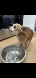 Lost Male Dog last seen Kerckhoff and Ninth, Fresno, CA 93702