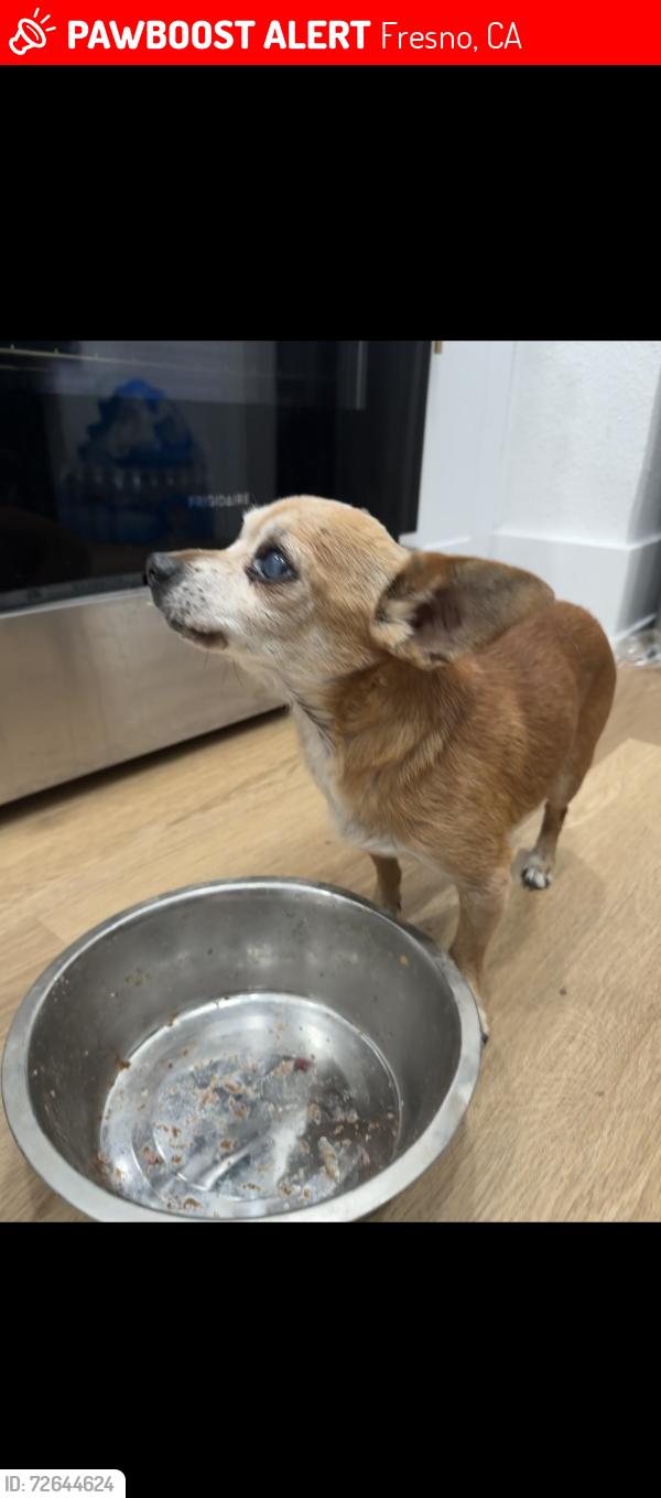 Lost Male Dog last seen Kerckhoff and Ninth, Fresno, CA 93702