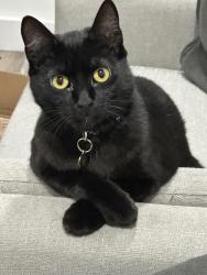 Lost Female Cat last seen Near SW 158 Ave & 141 St, West Kendall area, Miami, FL 33196
