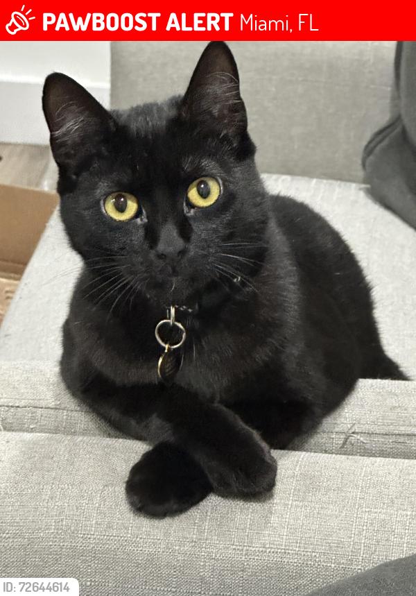 Lost Female Cat last seen Near SW 158 Ave & 141 St, West Kendall area, Miami, FL 33196