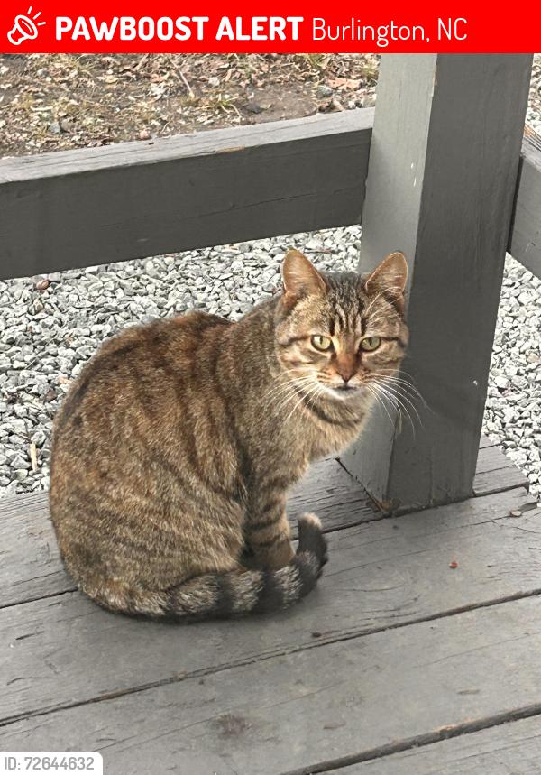 Lost Female Cat last seen Jefferson st and Durham street, Burlington, NC 27217