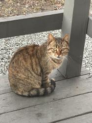 Lost Female Cat last seen Jefferson st and Durham street, Burlington, NC 27217