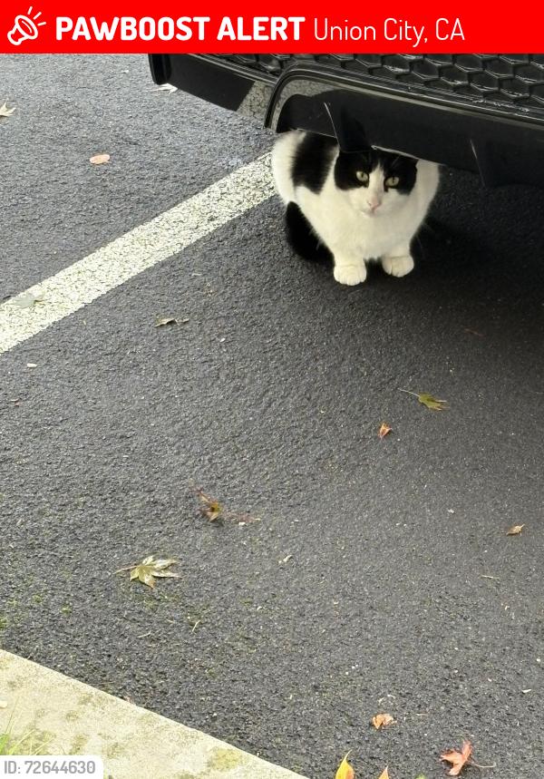 Lost Male Cat last seen Hesperian blvd., Union City, CA 94587