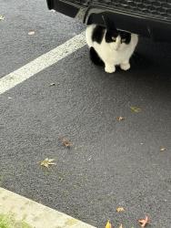 Lost Male Cat last seen Hesperian blvd., Union City, CA 94587