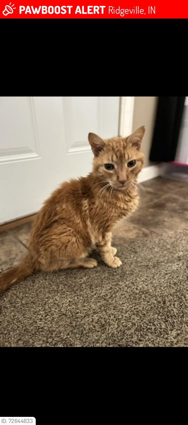 Lost Male Cat last seen Jay county line , Ridgeville, IN 47380