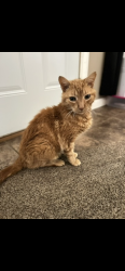 Lost Male Cat last seen Jay county line , Ridgeville, IN 47380