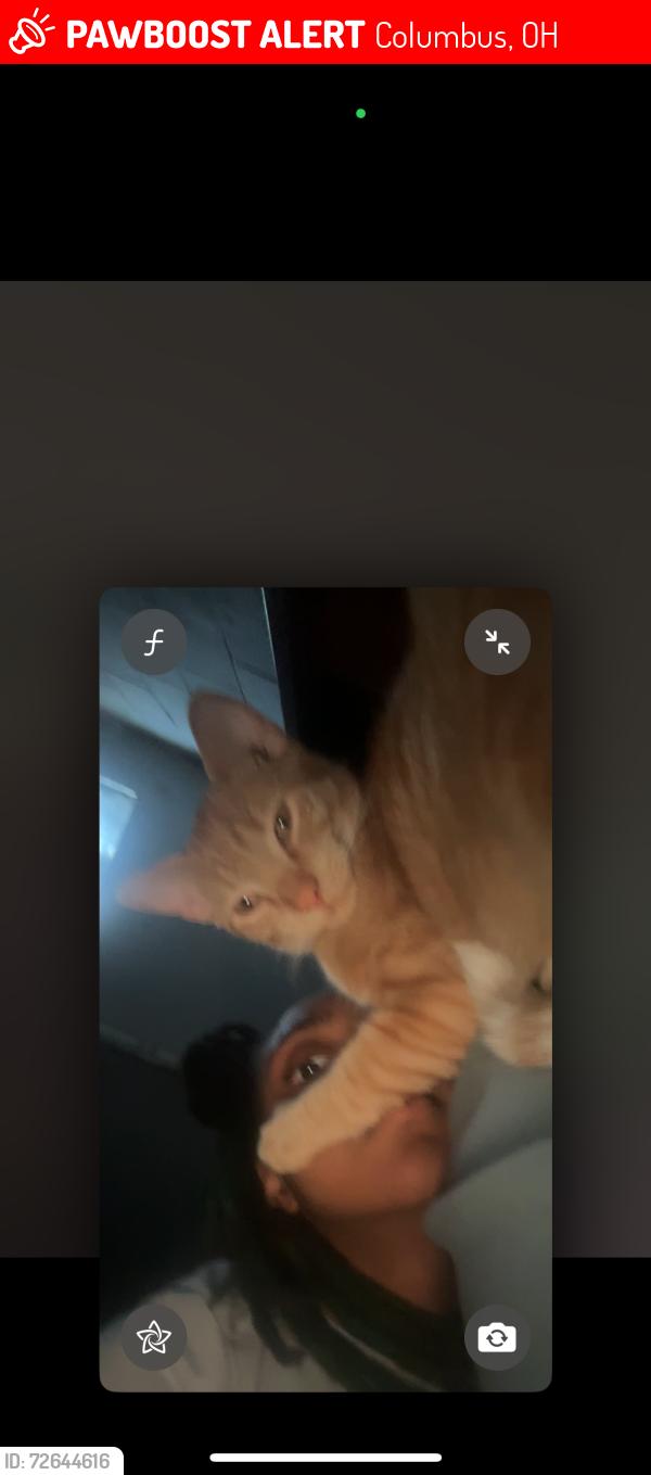 Lost Male Cat last seen morsetowne ct, Columbus, OH 43224