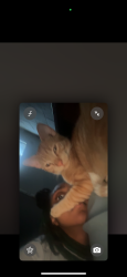 Lost Male Cat last seen morsetowne ct, Columbus, OH 43224