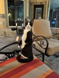 Found/Stray Female Cat last seen Bill schupp park, McAllen, TX 78504