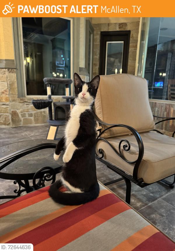 Found/Stray Female Cat last seen Bill schupp park, McAllen, TX 78504