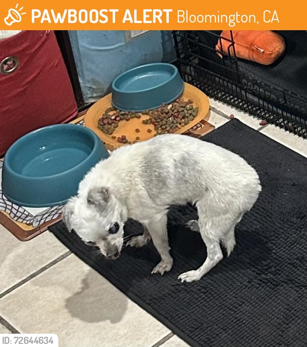 Found/Stray Male Dog last seen Walnut st Bloomington ca, Bloomington, CA 92316
