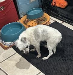 Found/Stray Male Dog last seen Walnut st Bloomington ca, Bloomington, CA 92316
