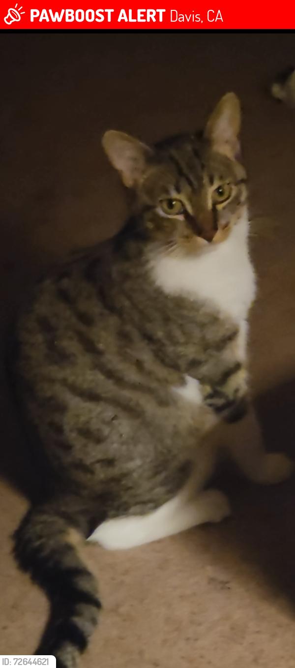 Lost Male Cat last seen Cowell street , Davis, CA 95618