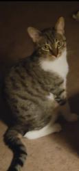 Lost Male Cat last seen Cowell street , Davis, CA 95618