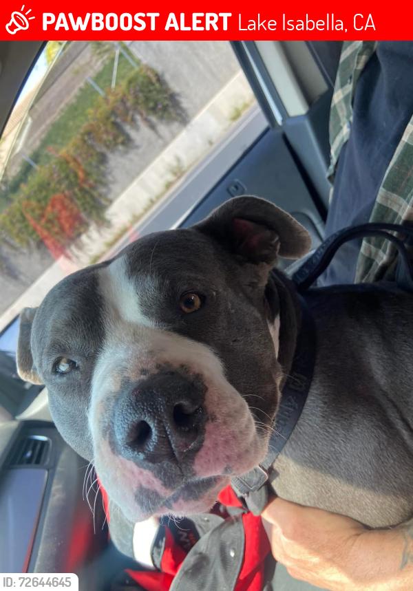 Lost Female Dog last seen Chain ave, Lake Isabella, CA 93240