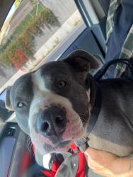 Lost Female Dog last seen Chain ave, Lake Isabella, CA 93240