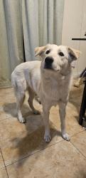 Found/Stray Female Dog last seen Napels lane and Venice lane, Victorville, CA 92394